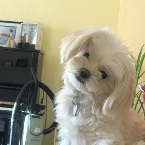 Meet your Posher, Abby